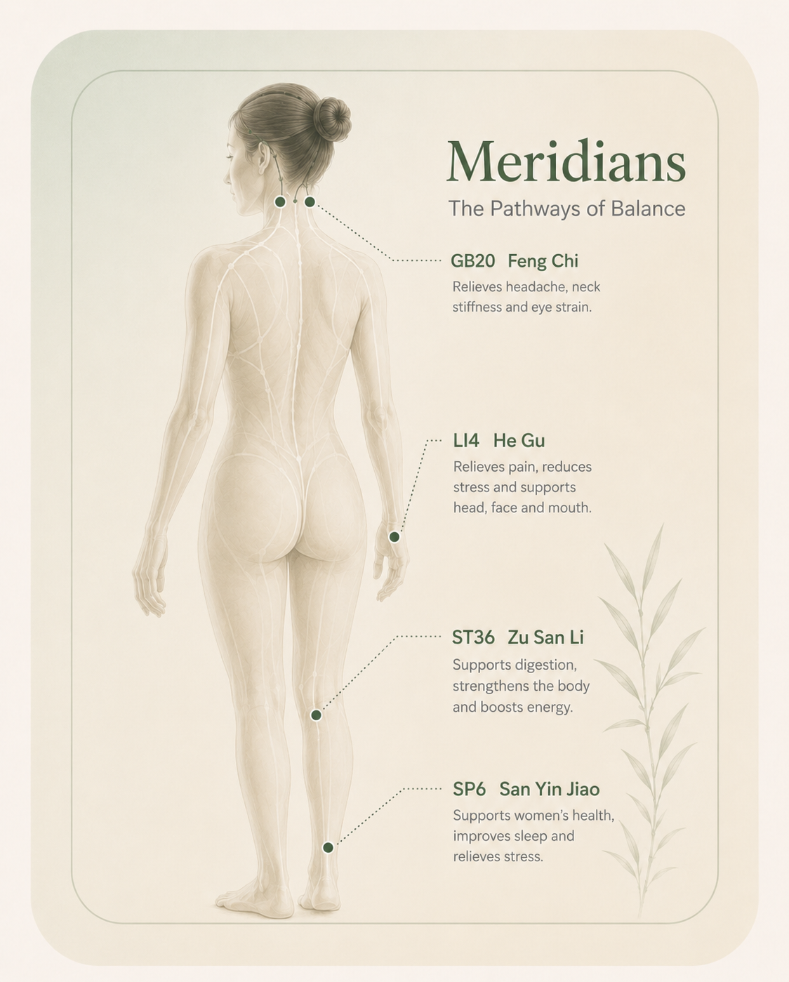 Illustration of the body's meridian pathways, highlighting the GB20, LI4, ST36 and SP6 acupuncture points